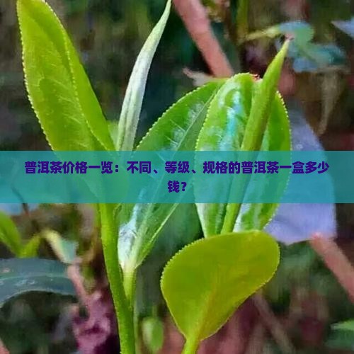 普洱茶价格一览：不同、等级、规格的普洱茶一盒多少钱？