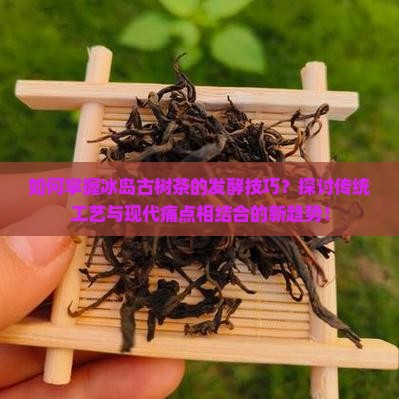 如何掌握冰岛古树茶的发酵技巧？探讨传统工艺与现代痛点相结合的新趋势！