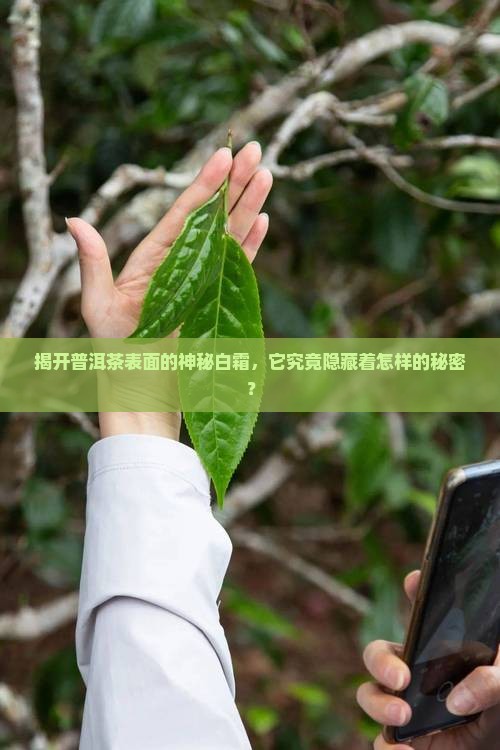 揭开普洱茶表面的神秘白霜，它究竟隐藏着怎样的秘密？