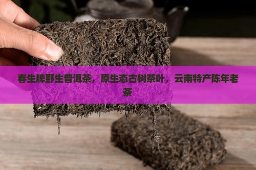 春生牌野生普洱茶，原生态古树茶叶，云南特产陈年老茶