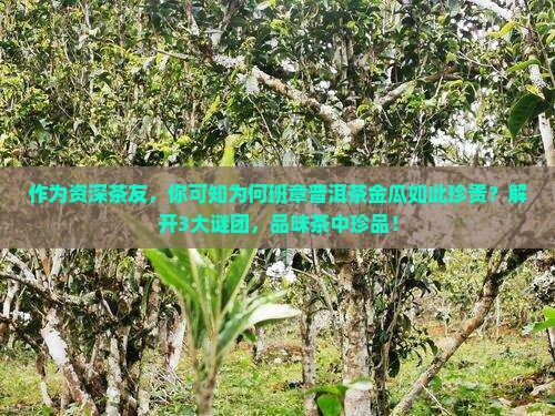 作为资深茶友，你可知为何班章普洱茶金瓜如此珍贵？解开3大谜团，品味茶中珍品！