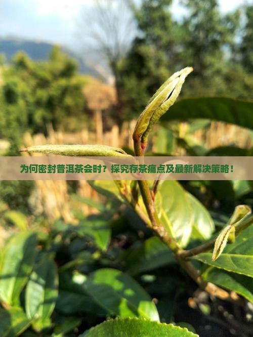 为何密封普洱茶会时？探究存茶痛点及最新解决策略！
