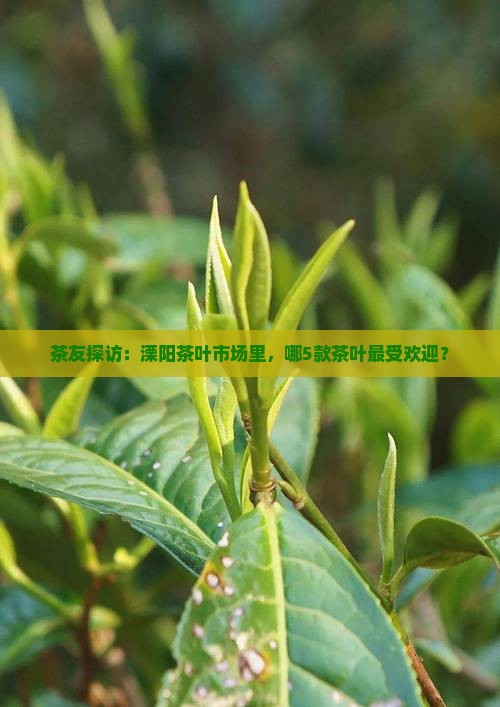 茶友探访：溧阳茶叶市场里，哪5款茶叶最受欢迎？