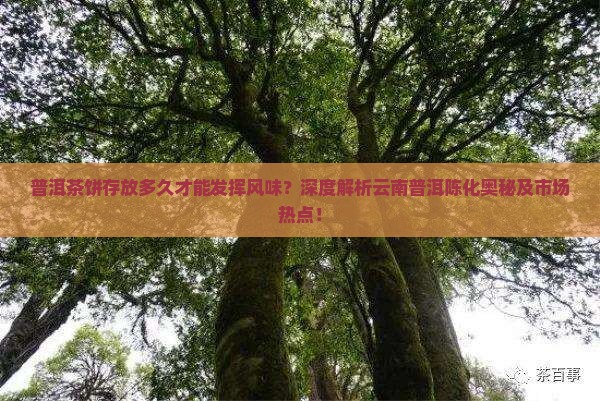 普洱茶饼存放多久才能发挥风味？深度解析云南普洱陈化奥秘及市场热点！