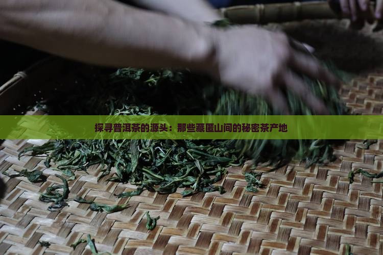 探寻普洱茶的源头：那些藏匿山间的秘密茶产地