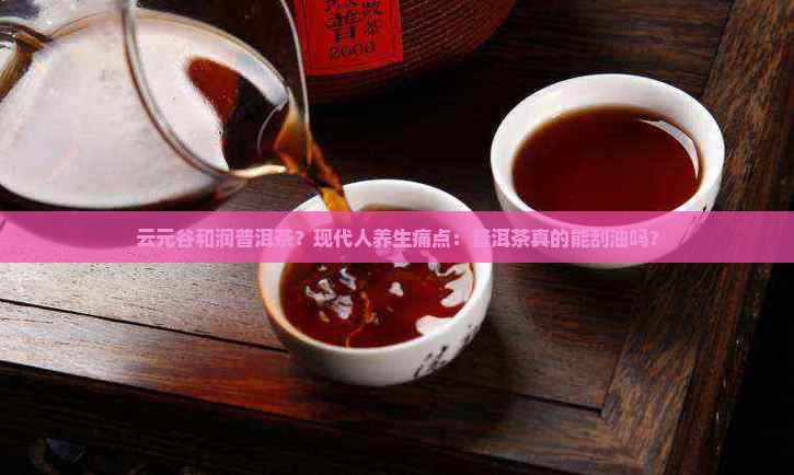 云元谷和润普洱茶？现代人养生痛点：普洱茶真的能刮油吗？