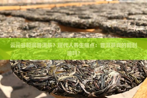 云元谷和润普洱茶？现代人养生痛点：普洱茶真的能刮油吗？