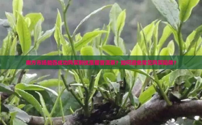 南方市场能否成功购买到优质藏普洱茶？如何避免常见购买陷阱？