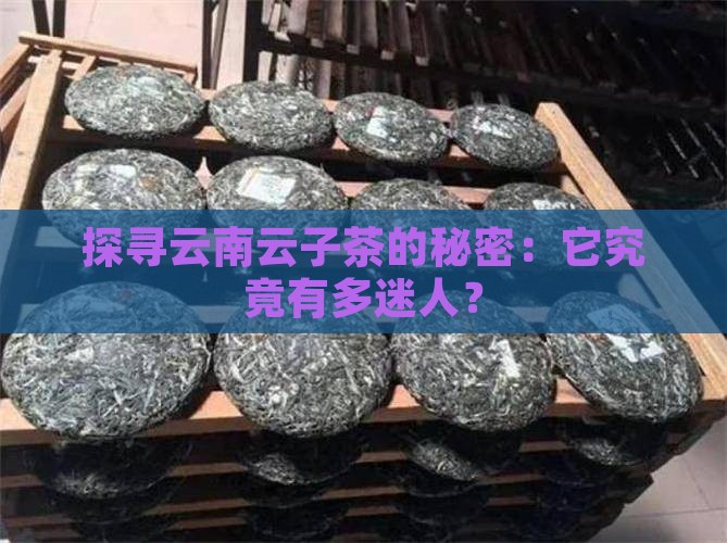 探寻云南云子茶的秘密：它究竟有多迷人？
