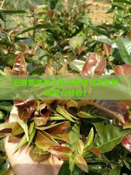 云南普洱茶企业分布情况及其地域特点分析？