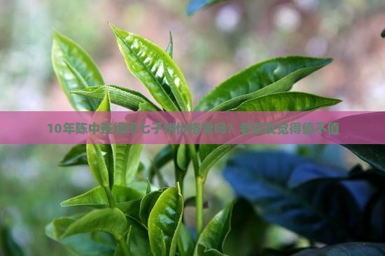 10年陈中茶绿印七子饼价格贵吗？老茶友觉得值不值
