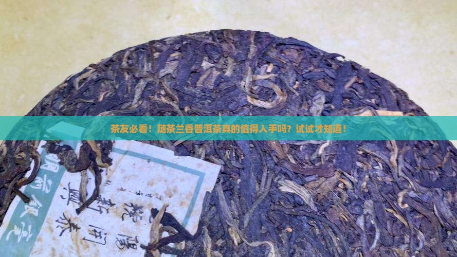 茶友必看！随茶兰香普洱茶真的值得入手吗？试试才知道！