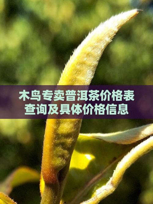 木鸟专卖普洱茶价格表查询及具体价格信息
