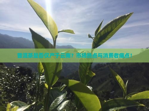 普洱茶是否仅产于云南？市场热点与消费者痛点！