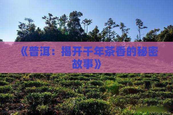《普洱：揭开千年茶香的秘密故事》
