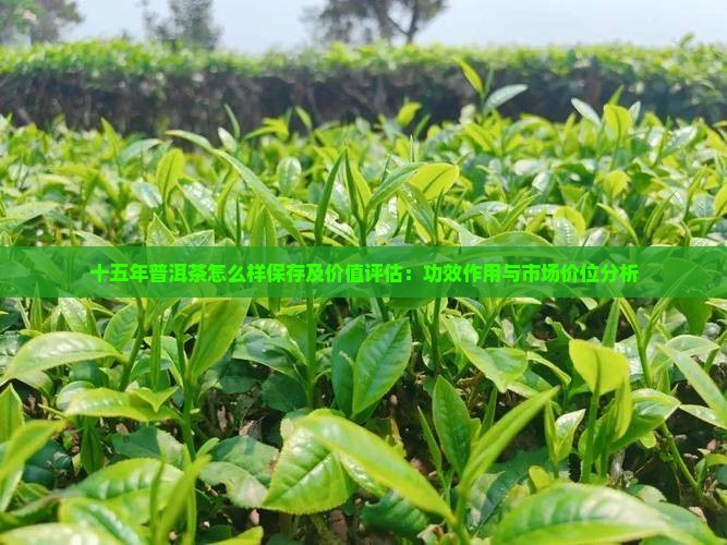 十五年普洱茶怎么样保存及价值评估：功效作用与市场价位分析