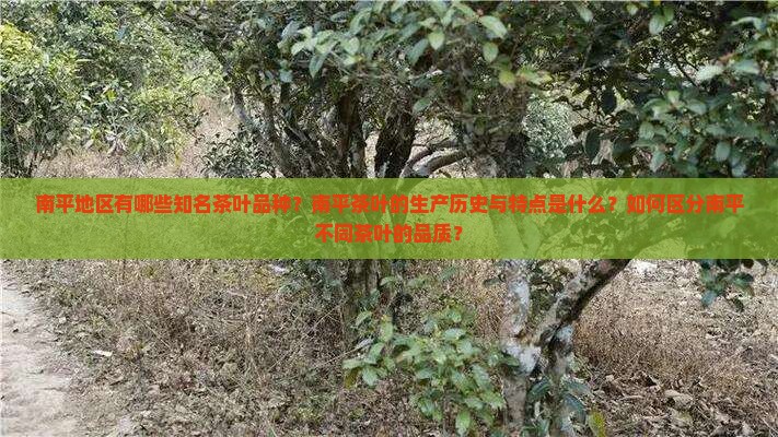 南平地区有哪些知名茶叶品种？南平茶叶的生产历史与特点是什么？如何区分南平不同茶叶的品质？