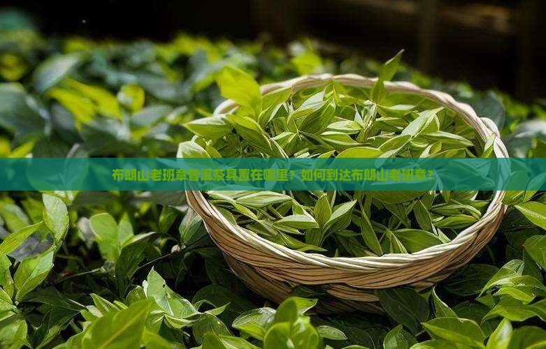 布朗山老班章普洱茶具置在哪里？如何到达布朗山老班章？