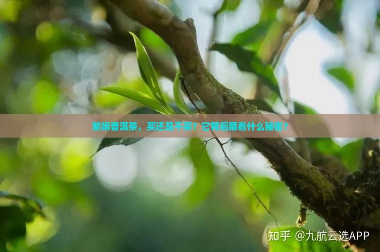 紫娟普洱茶，买还是不买？它背后藏着什么秘密？