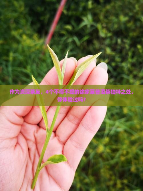 作为资深茶友，4个不得不提的徐家寨普洱茶独特之处，你体验过吗？