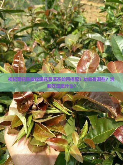 枸杞菊花陈皮玫瑰花普洱茶如何搭配？功效有哪些？泡制方法是什么？