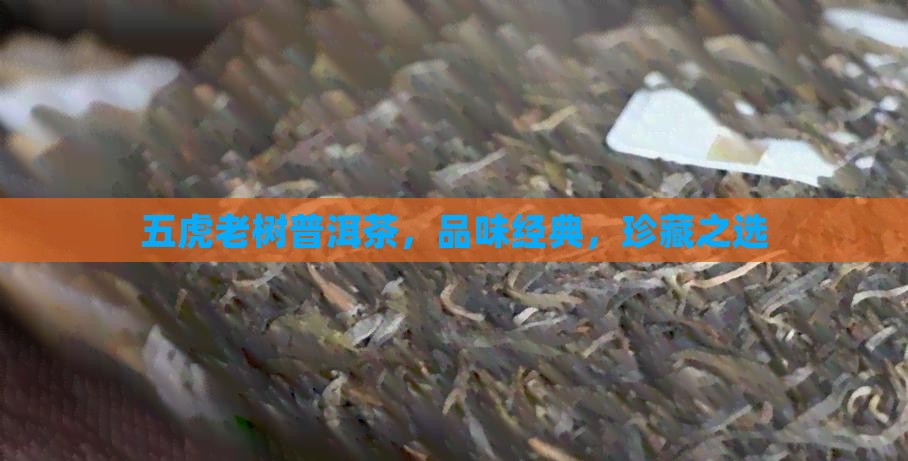 五虎老树普洱茶，品味经典，珍藏之选