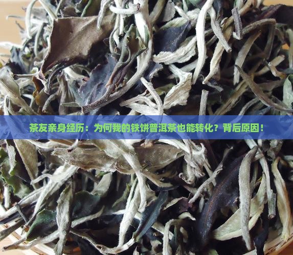茶友亲身经历：为何我的铁饼普洱茶也能转化？背后原因！