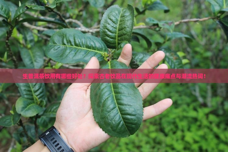 生普洱茶饮用有哪些好处？探索古老饮品在现代生活的健康痛点与潮流热词！