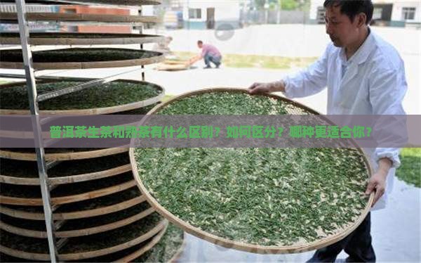 普洱茶生茶和熟茶有什么区别？如何区分？哪种更适合你？