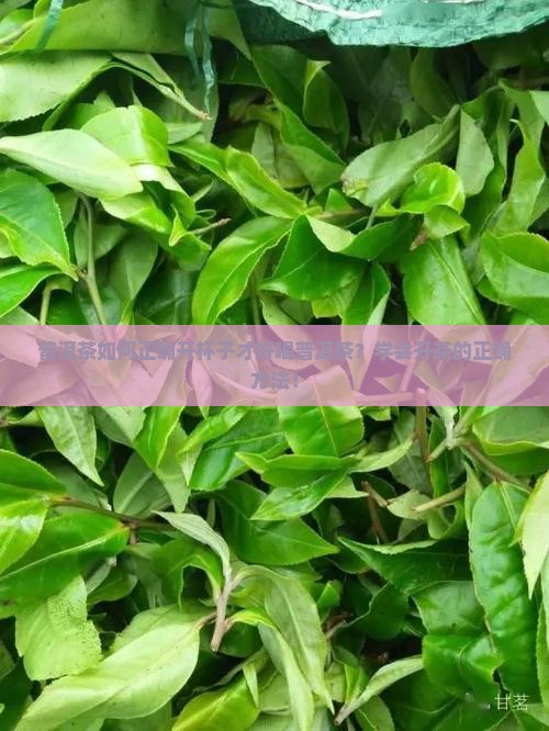 普洱茶如何正确开杯子才好喝普洱茶？学会开茶的正确方法！