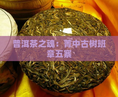 普洱茶之魂：菁中古树班章五寨
