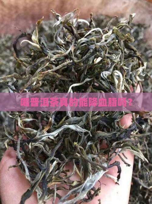 喝普洱茶真的能降血脂吗？