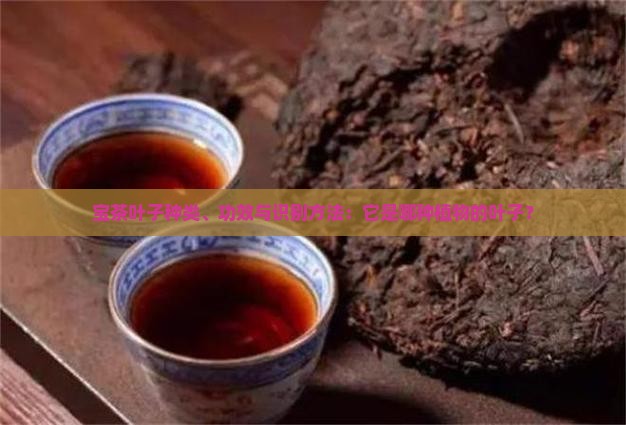 宝茶叶子种类、功效与识别方法：它是哪种植物的叶子？