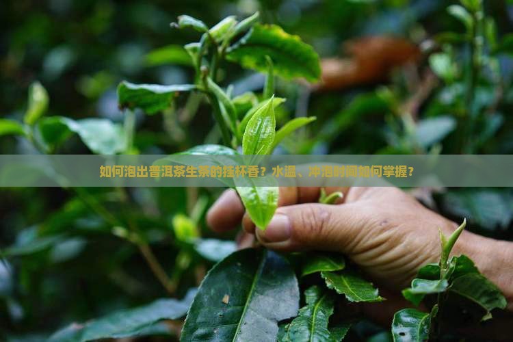 如何泡出普洱茶生茶的挂杯香？水温、冲泡时间如何掌握？