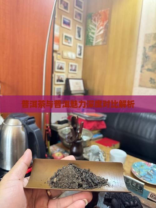 普洱茶与普洱魅力深度对比解析