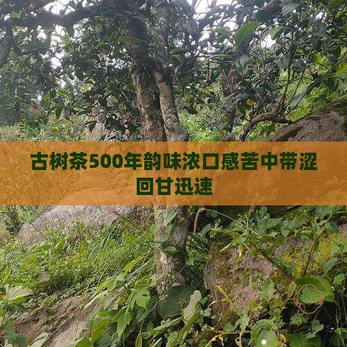 古树茶500年韵味浓口感苦中带涩回甘迅速