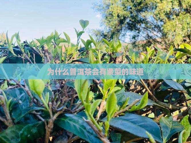 为什么普洱茶会有紫菜的味道