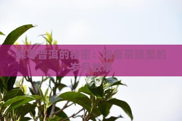 探寻普洱的秘密：陶瓷茶罐里的岁月故事