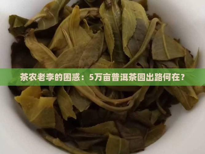 茶农老李的困惑：5万亩普洱茶园出路何在？