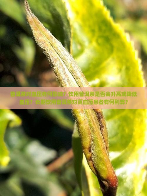 普洱茶对血压有何影响？饮用普洱茶是否会升高或降低血压？长期饮用普洱茶对高血压患者有何利弊？