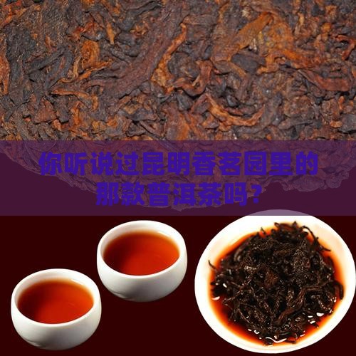 你听说过昆明香茗园里的那款普洱茶吗？