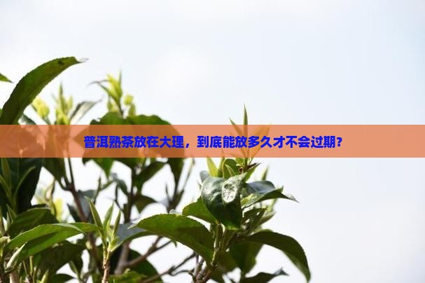 普洱熟茶放在大理，到底能放多久才不会过期？
