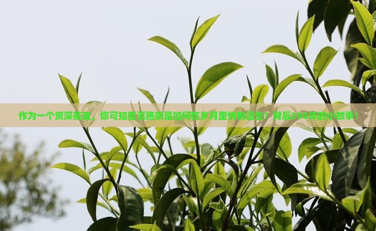 作为一个资深茶友，你可知普洱熟茶是如何在岁月里悄悄诞生？背后200年的小故事！