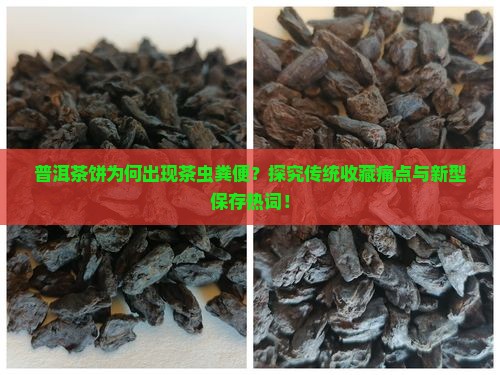普洱茶饼为何出现茶虫粪便？探究传统收藏痛点与新型保存热词！