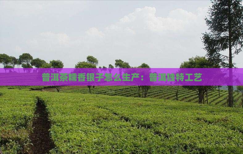 普洱茶糯香银子怎么生产：普洱独特工艺
