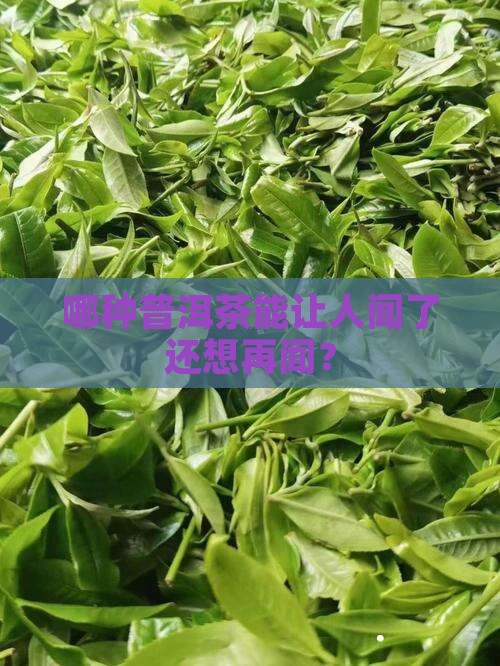 哪种普洱茶能让人闻了还想再闻？