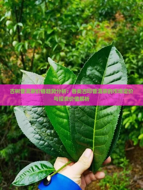 古树普洱茶价格趋势分析：各类古印普洱茶的市场定价与投资价值解析