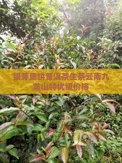 银芽贡饼普洱茶生茶云南九龙山特优级价格