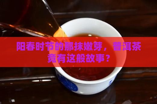阳春时节的那抹嫩芽，普洱茶竟有这般故事？