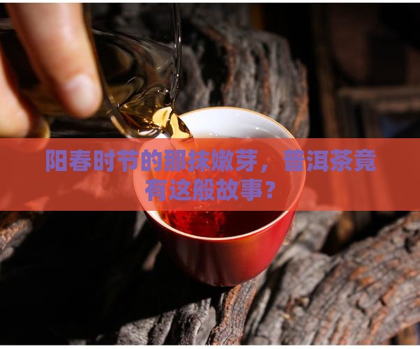 阳春时节的那抹嫩芽，普洱茶竟有这般故事？